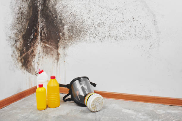 Best Mold Removal and Inspection  in West Easton, PA