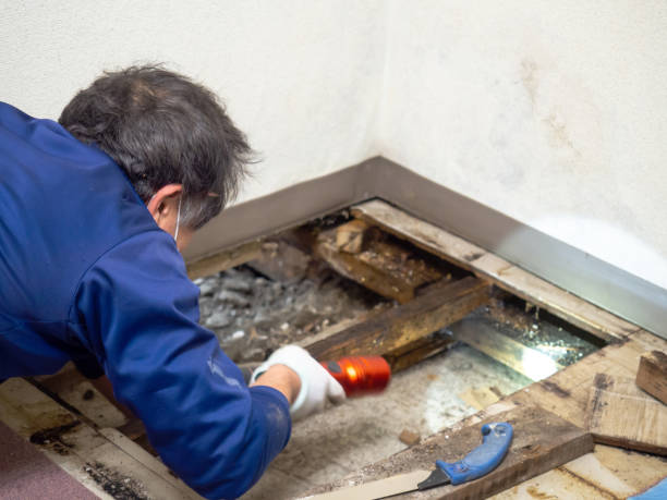 Professional Mold Removal in West Easton, PA