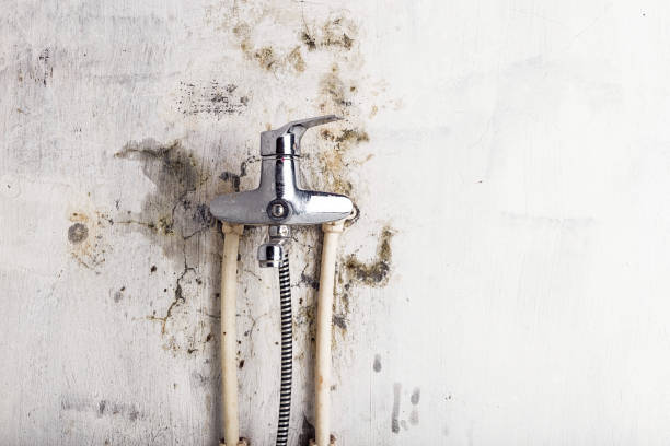 Best Mold Removal Near Me  in West Easton, PA