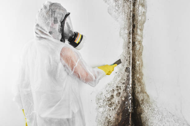 Best Crawl Space Mold Removal  in West Easton, PA