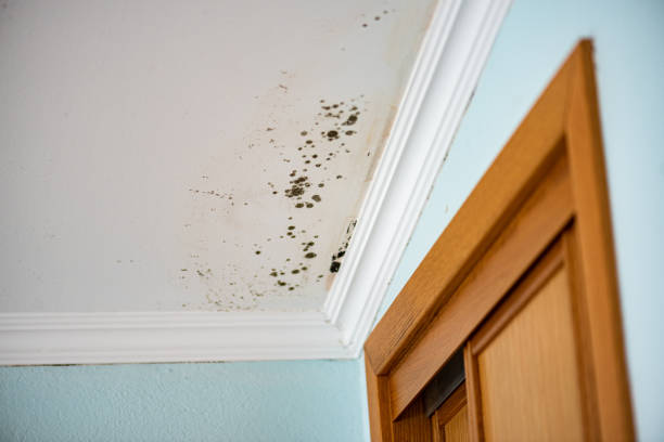 Best Attic Mold Removal  in West Easton, PA