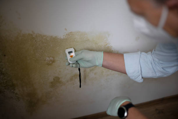 Best Mold Testing  in West Easton, PA