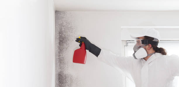 Mold Removal and Inspection in West Easton, PA