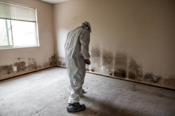 Best Mold Remediation  in West Easton, PA