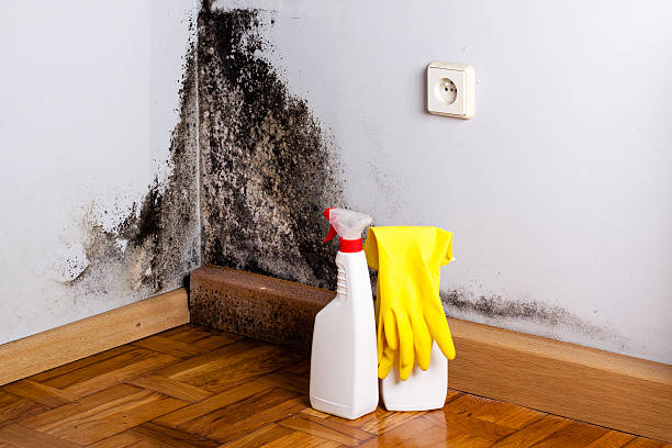 Best Mold Damage Repair  in West Easton, PA